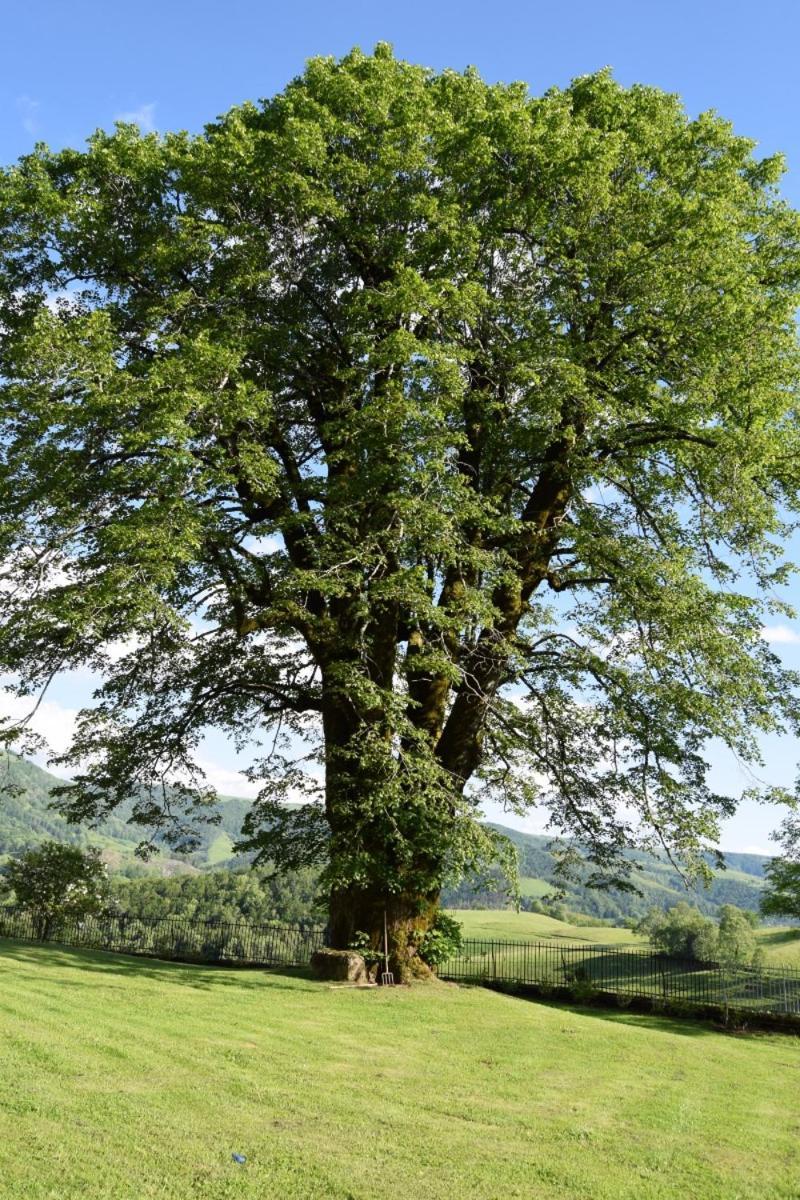 Gite 4 Personnes Dans Le Cantal Animaux Bienvenus Lascelle Exteriér fotografie